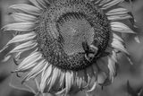 Sunflower Pollinator