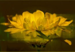 Painted Yellow Flower in Water