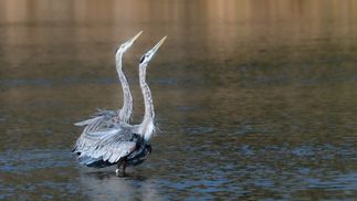 Great Blue Heron Courting